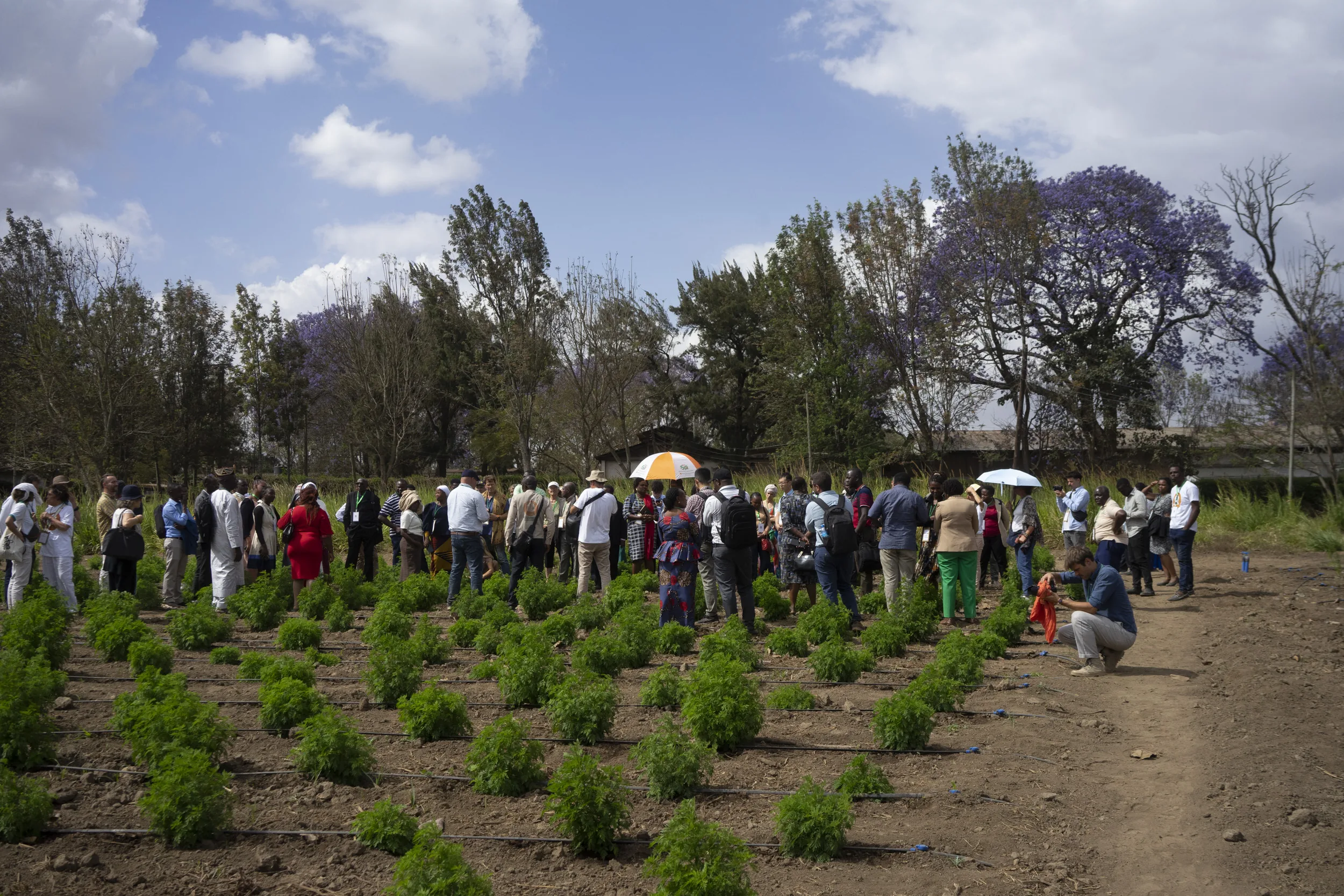 Field visit to artemisia cultivation