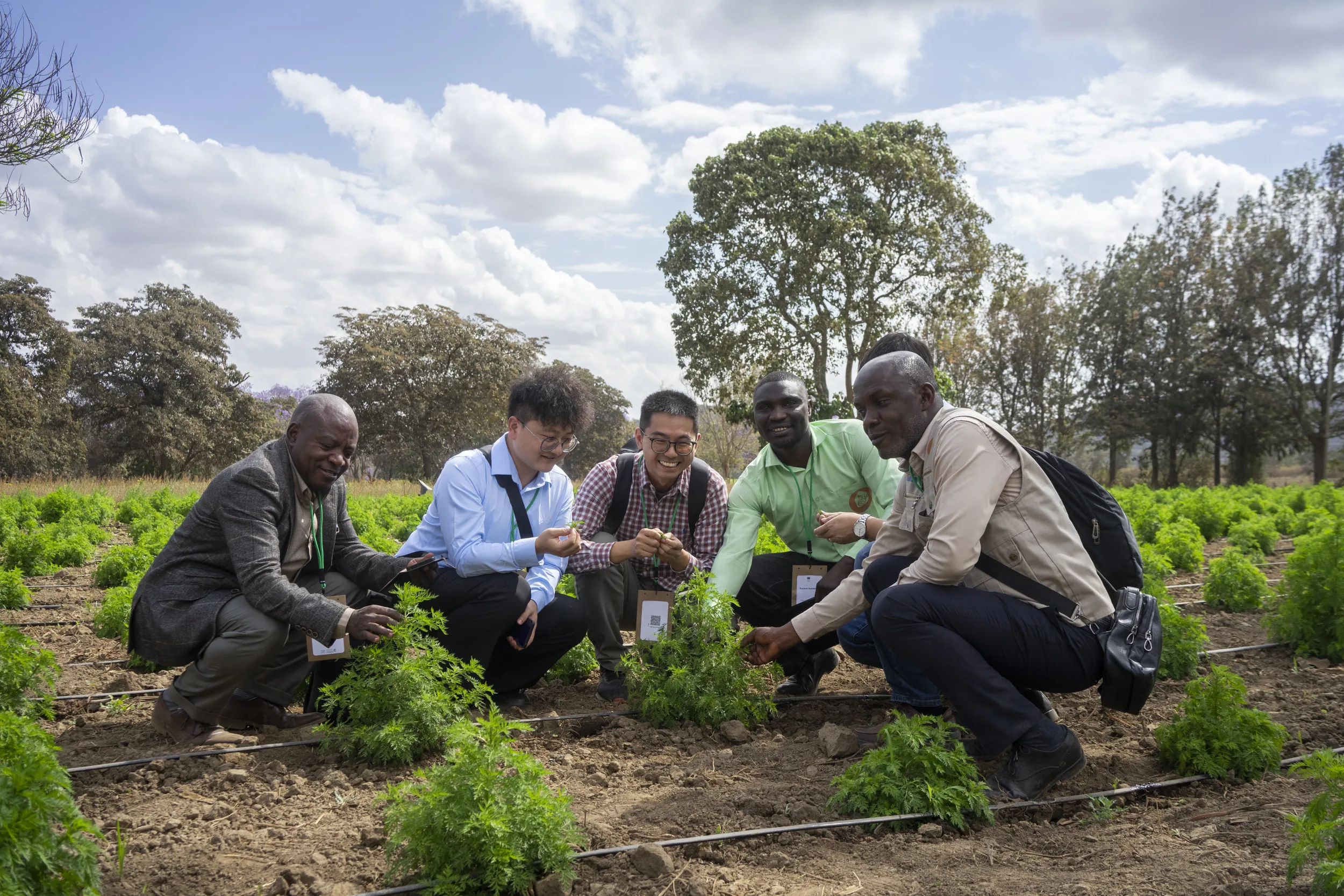 Researchers at artemisia field trial
